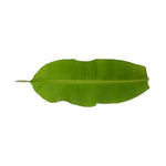 Banana Leaf (Vallai Ilai, வாழை இலை).1stk.